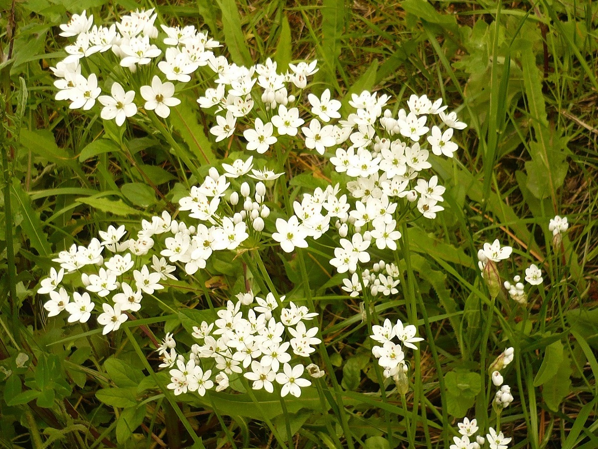 Allium subhirsutum subsp. subhirsutum (Amaryllidaceae)
